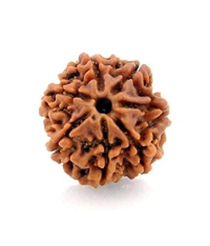 Brown 4 To 9 Mukhi Rudraksha | 5.25 Ratti - 11.25 Ratti